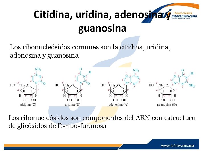 Citidina, uridina, adenosina y guanosina Los ribonucleósidos comunes son la citidina, uridina, adenosina y