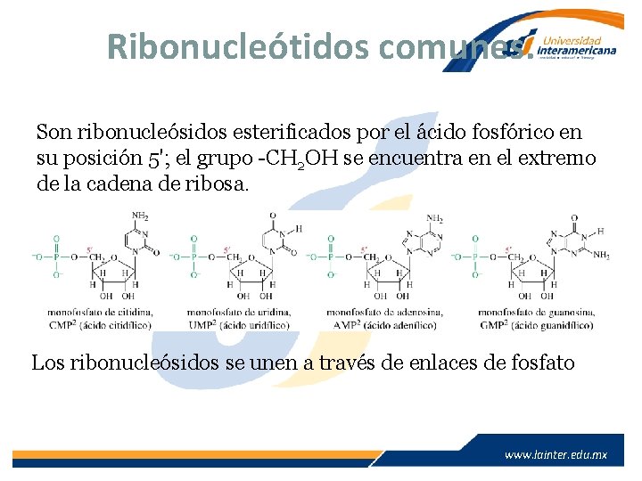 Ribonucleótidos comunes. Son ribonucleósidos esterificados por el ácido fosfórico en su posición 5'; el