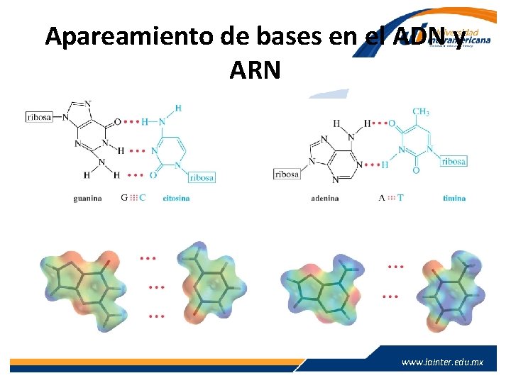 Apareamiento de bases en el ADN y ARN www. lainter. edu. mx 