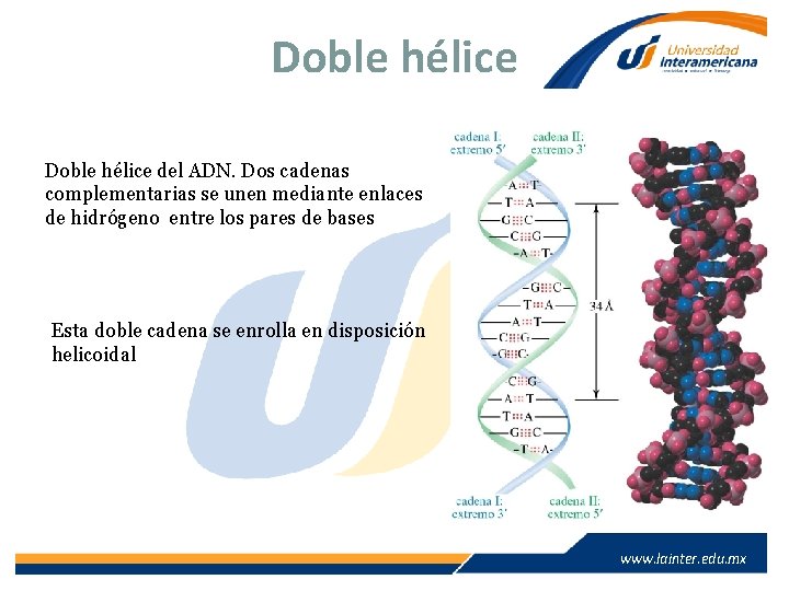 Doble hélice del ADN. Dos cadenas complementarias se unen mediante enlaces de hidrógeno entre