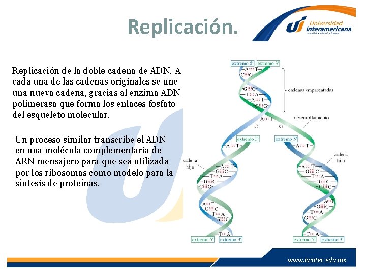 Replicación de la doble cadena de ADN. A cada una de las cadenas originales