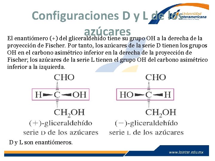 Configuraciones D y L de los azúcares El enantiómero (+) del gliceraldehído tiene su