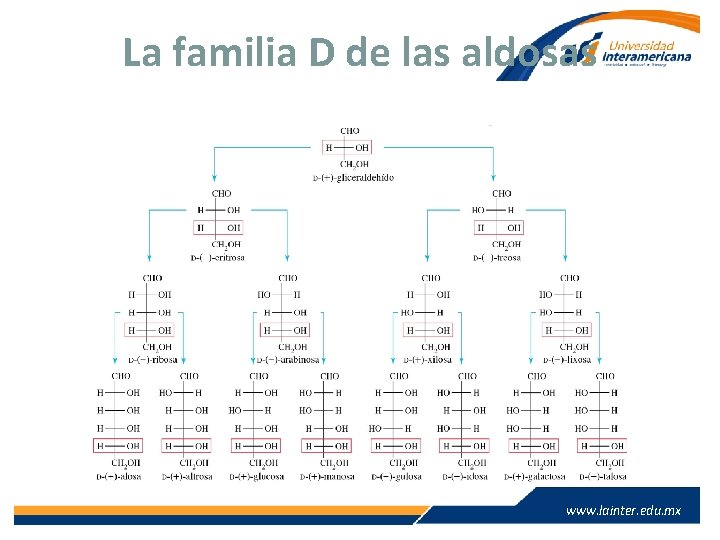 La familia D de las aldosas www. lainter. edu. mx 