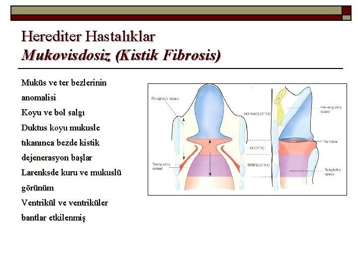 Herediter Hastalıklar Mukovisdosiz (Kistik Fibrosis) Muküs ve ter bezlerinin anomalisi Koyu ve bol salgı