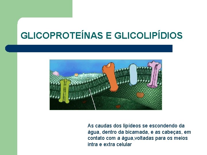 GLICOPROTEÍNAS E GLICOLIPÍDIOS As caudas dos lipídeos se escondendo da água, dentro da bicamada,