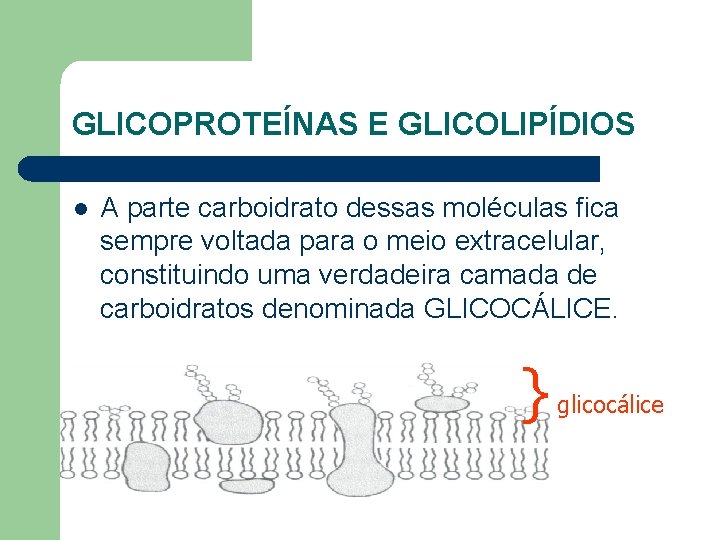 GLICOPROTEÍNAS E GLICOLIPÍDIOS l A parte carboidrato dessas moléculas fica sempre voltada para o