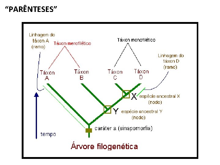 “PARÊNTESES” 