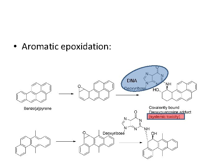  • Aromatic epoxidation: DNA 