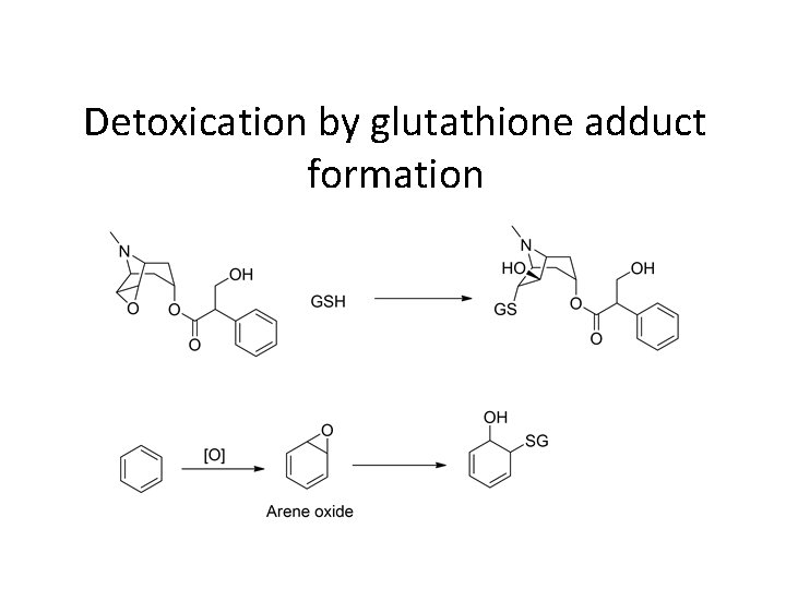 Detoxication by glutathione adduct formation 