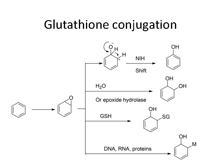 Glutathione conjugation 