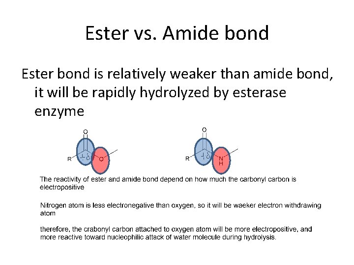 Ester vs. Amide bond Ester bond is relatively weaker than amide bond, it will