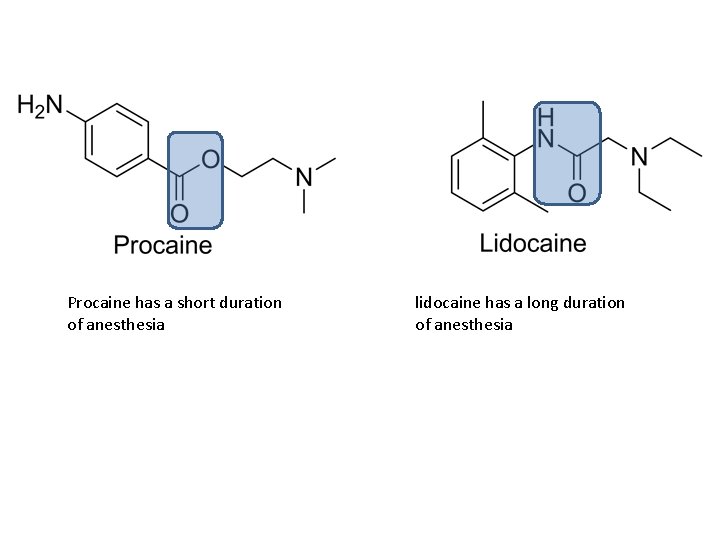 Procaine has a short duration of anesthesia lidocaine has a long duration of anesthesia
