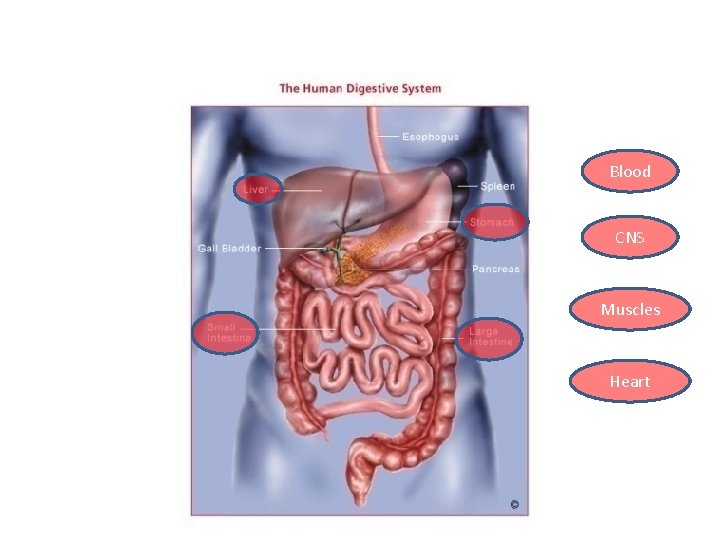 Blood CNS Muscles Heart 