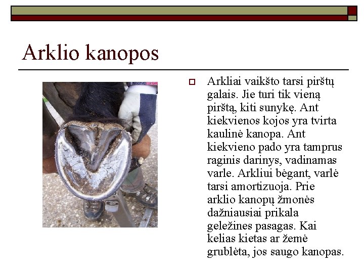 Arklio kanopos o Arkliai vaikšto tarsi pirštų galais. Jie turi tik vieną pirštą, kiti