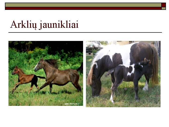 Arklių jaunikliai 