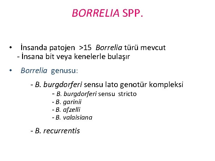 BORRELIA SPP. • • İnsanda patojen >15 Borrelia türü mevcut - İnsana bit veya