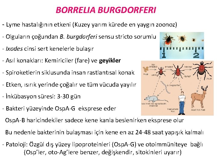 BORRELIA BURGDORFERI - Lyme hastalığının etkeni (Kuzey yarım kürede en yaygın zoonoz) - Olguların
