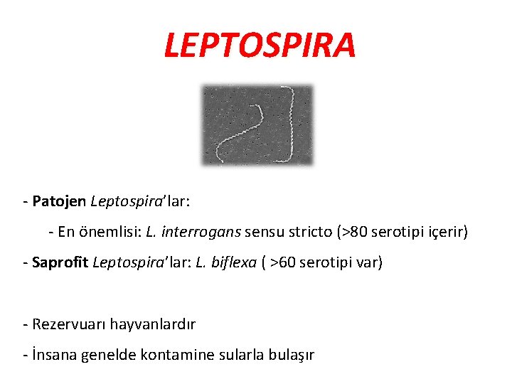 LEPTOSPIRA - Patojen Leptospira’lar: - En önemlisi: L. interrogans sensu stricto (>80 serotipi içerir)