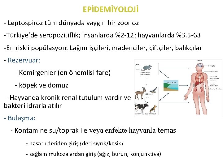 EPİDEMİYOLOJİ - Leptospiroz tüm dünyada yaygın bir zoonoz -Türkiye’de seropozitiflik; İnsanlarda %2 -12; hayvanlarda