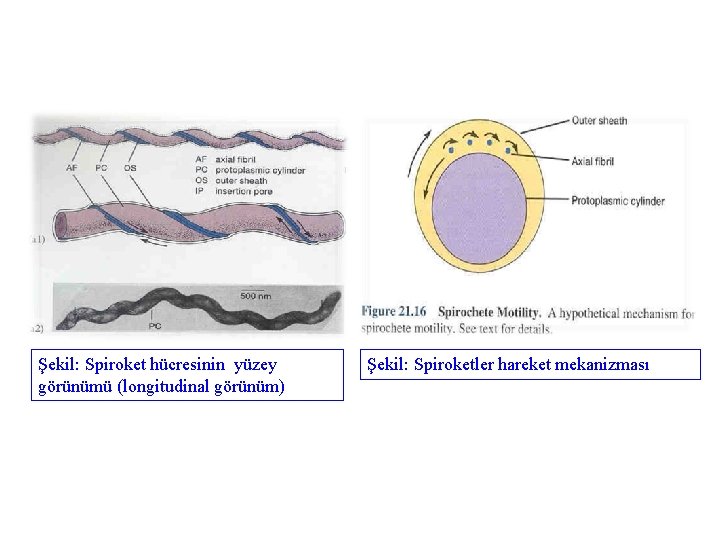 Şekil: Spiroket hücresinin yüzey görünümü (longitudinal görünüm) Şekil: Spiroketler hareket mekanizması 