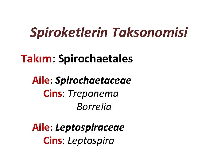 Spiroketlerin Taksonomisi Takım: Spirochaetales Aile: Spirochaetaceae Cins: Treponema Borrelia Aile: Leptospiraceae Cins: Leptospira 