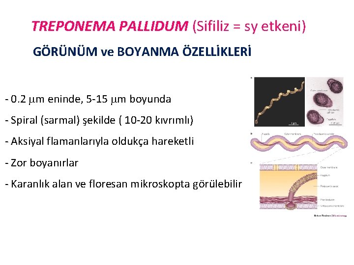 TREPONEMA PALLIDUM (Sifiliz = sy etkeni) GÖRÜNÜM ve BOYANMA ÖZELLİKLERİ - 0. 2 m