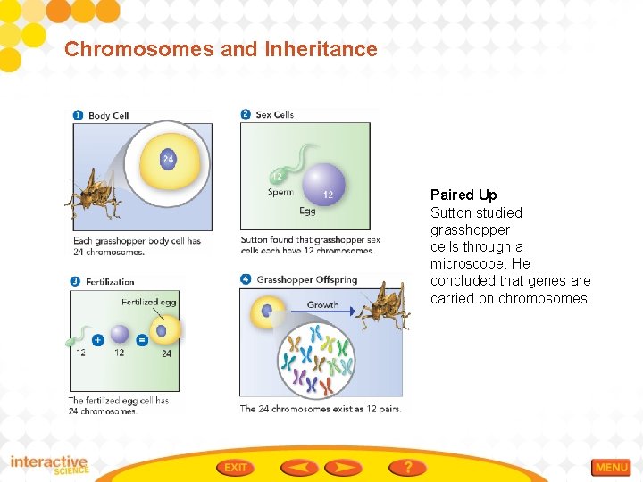 Chromosomes and Inheritance Paired Up Sutton studied grasshopper cells through a microscope. He concluded