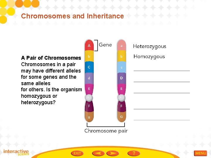 Chromosomes and Inheritance A Pair of Chromosomes in a pair may have different alleles