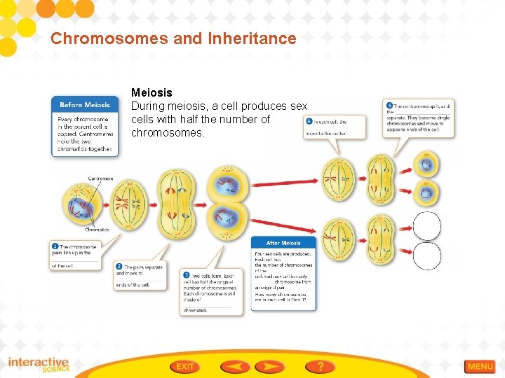 Chromosomes and Inheritance Meiosis During meiosis, a cell produces sex cells with half the