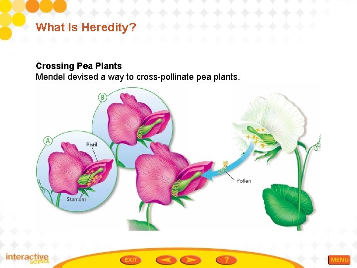 What Is Heredity? Crossing Pea Plants Mendel devised a way to cross-pollinate pea plants.