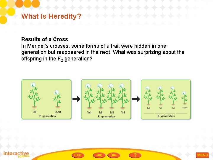 What Is Heredity? Results of a Cross In Mendel’s crosses, some forms of a