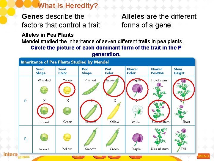 What Is Heredity? Genes describe the factors that control a trait. Alleles are the