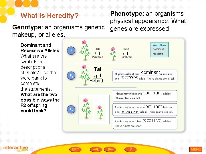 Phenotype: an organisms physical appearance. What Genotype: an organisms genetic genes are expressed. makeup,