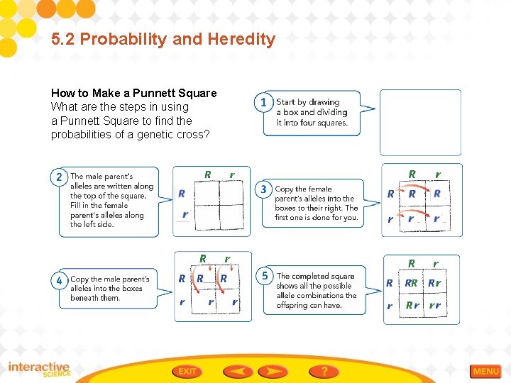 5. 2 Probability and Heredity How to Make a Punnett Square What are the