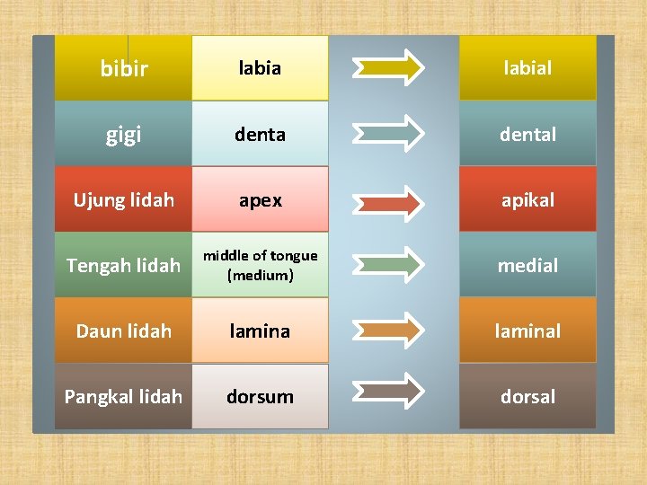 bibir labial gigi dental Ujung lidah apex apikal Tengah lidah middle of tongue (medium)