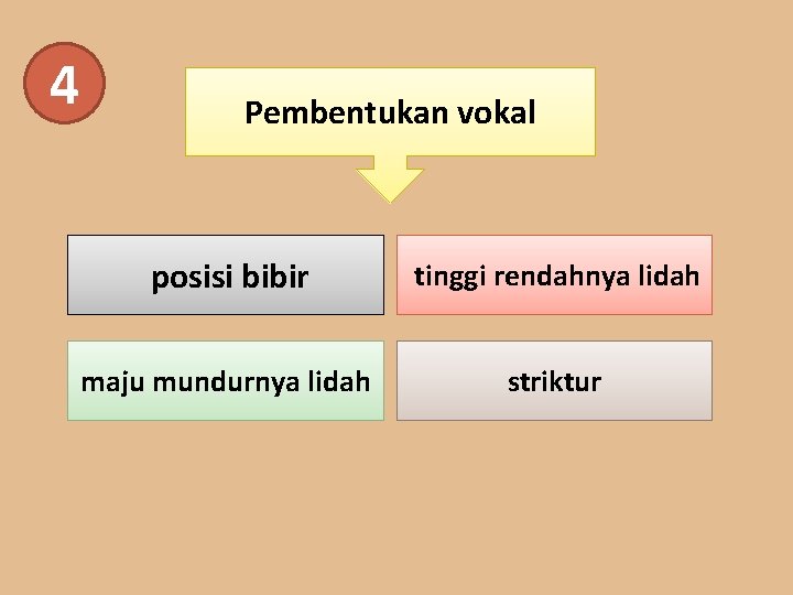 4 Pembentukan vokal posisi bibir tinggi rendahnya lidah maju mundurnya lidah striktur 