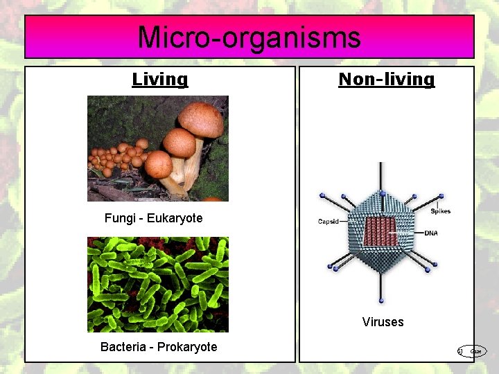 Micro-organisms Living Non-living Fungi - Eukaryote Viruses Bacteria - Prokaryote SJ Gaze 