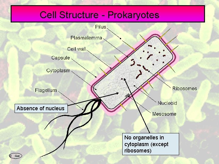 Cell Structure - Prokaryotes Absence of nucleus No organelles in cytoplasm (except ribosomes) SJ