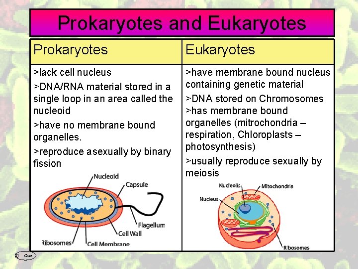 Prokaryotes and Eukaryotes SJ Gaze Prokaryotes Eukaryotes >lack cell nucleus >DNA/RNA material stored in