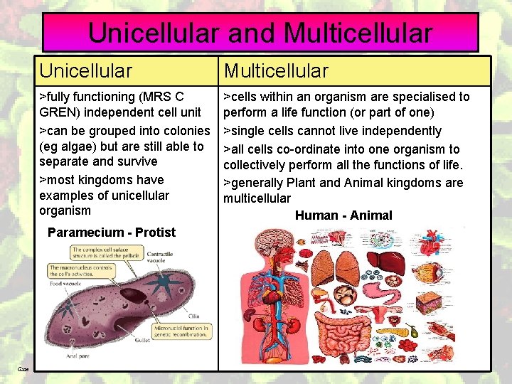 Unicellular and Multicellular Unicellular Multicellular >fully functioning (MRS C GREN) independent cell unit >can