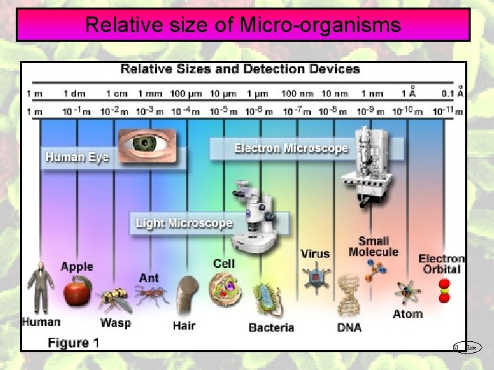 Relative size of Micro-organisms SJ Gaze 