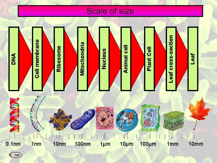 Ribosome Mitochondria Nucleus Animal cell Plant Cell 1 nm 100 nm 1µm 100µm SJ