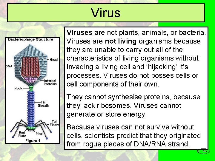 Viruses are not plants, animals, or bacteria. Viruses are not living organisms because they