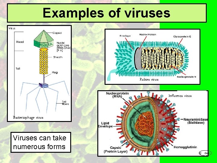 Examples of viruses Rabies virus Influenza virus Bacteriophage virus Viruses can take numerous forms