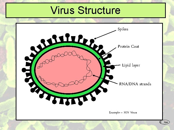 Virus Structure Spikes Protein Coat Lipid layer RNA/DNA strands Example – HIV Virus SJ