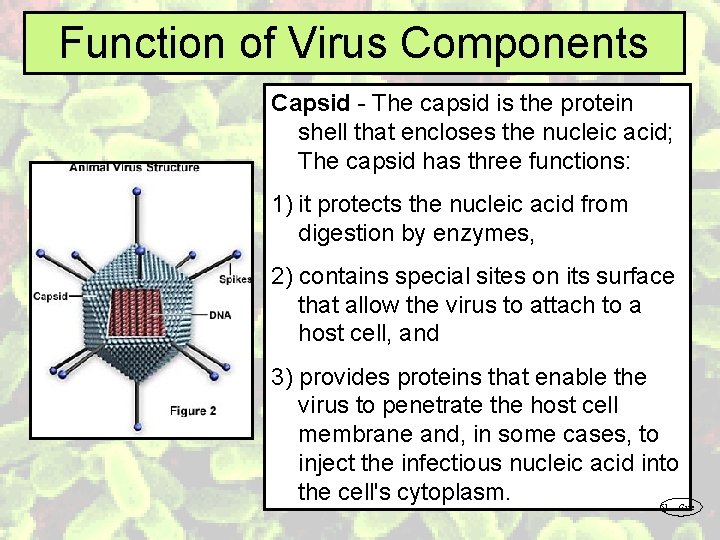 Function of Virus Components Capsid - The capsid is the protein shell that encloses