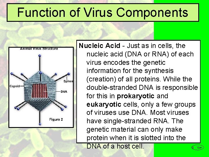 Function of Virus Components Nucleic Acid - Just as in cells, the nucleic acid