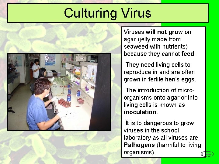 Culturing Viruses will not grow on agar (jelly made from seaweed with nutrients) because