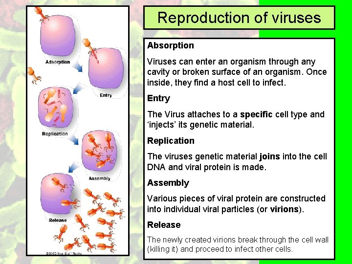 Reproduction of viruses Absorption Viruses can enter an organism through any cavity or broken