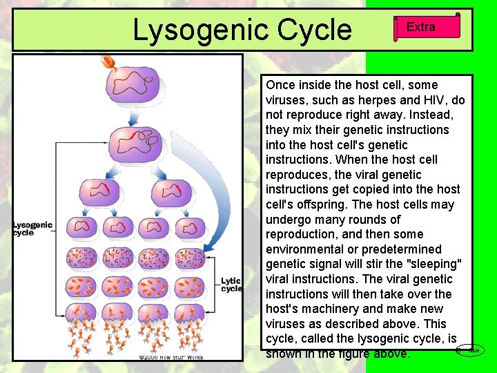 Lysogenic Cycle Extra Once inside the host cell, some viruses, such as herpes and